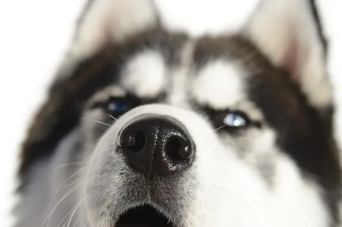 Framed Print : Blue eyes of a husky, Upper Lienz, Pusteria, East Tyrol, Austria Framed Print : Blue eyes of a husky, Upper Lienz, Pusteria, East Tyrol, Austria