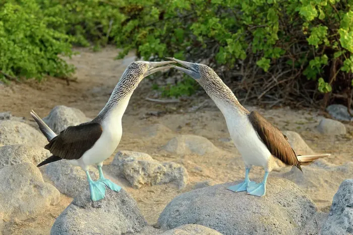 Framed Print : Blue-footed Booby (Sula nebouxii) Courtship ritual, courting, Galapagos Islands National Park, San Cristobal, Lobos Island, Ecuador Framed Print : Blue-footed Booby (Sula nebouxii) Courtship ritual, courting, Galapagos Islands National Park, San Cristobal, Lobos Island, Ecuador