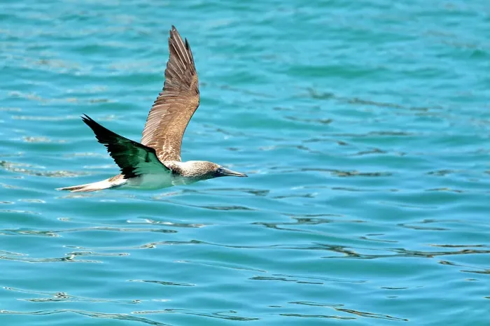 Framed Print : Blue-footed Booby (Sula nebouxii) In flight, fishing, Puerto Baquerizo Moreno, San Cristobal Island, Ecuador Framed Print : Blue-footed Booby (Sula nebouxii) In flight, fishing, Puerto Baquerizo Moreno, San Cristobal Island, Ecuador