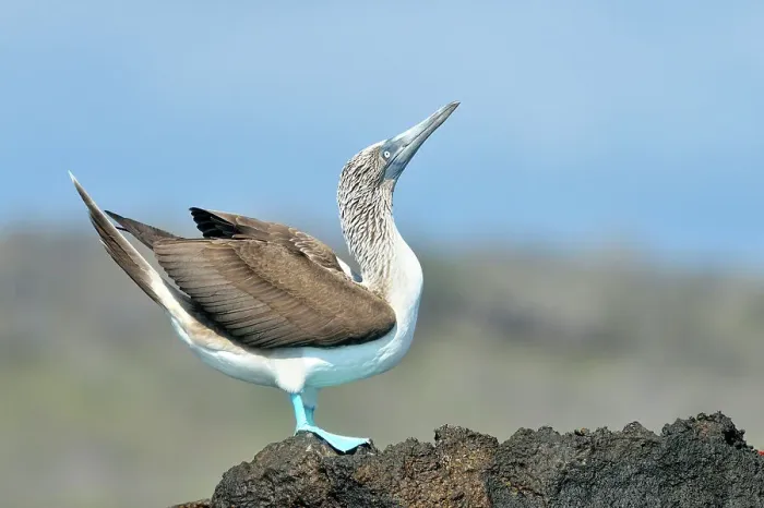 Framed Print : Blue-footed Booby (Sula nebouxii) Roosting, displaying, Galapagos Islands National Park, San Cristobal, Lobos Island, Ecuador Framed Print : Blue-footed Booby (Sula nebouxii) Roosting, displaying, Galapagos Islands National Park, San Cristobal, Lobos Island, Ecuador