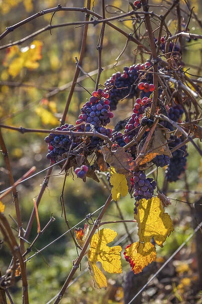 Blue grapes in the vineyards above Oestrich-Winkel, Rheingau, Hesse, Germany