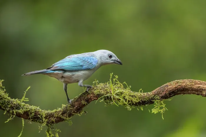 Framed Print : Blue-gray Tanager (Thraupis episcopus), Boca Tapada, Costa Rica