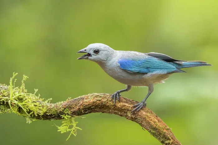 Framed Print : Blue-gray Tanager (Thraupis episcopus), Boca Tapada, Costa Rica Framed Print : Blue-gray Tanager (Thraupis episcopus), Boca Tapada, Costa Rica