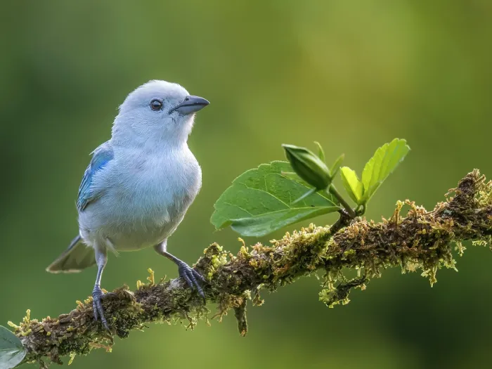 Framed Print : Blue-gray Tanager (Thraupis episcopus), Boca Tapada, Alajuela Province, Costa Rica Framed Print : Blue-gray Tanager (Thraupis episcopus), Boca Tapada, Alajuela Province, Costa Rica
