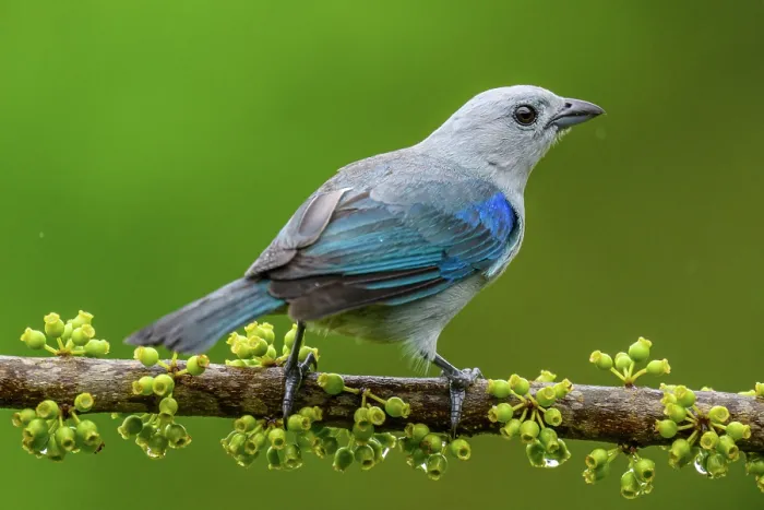 Framed Print : Blue-gray tanager (Thraupis episcopus) Framed Print : Blue-gray tanager (Thraupis episcopus)
