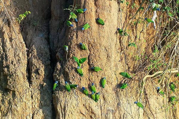 Blue-headed pionus parrots (Pionus menstruus) on clay lick, Tambopata National Reserve, Puerto Maldonado, Tambopata Province, Madre de Dios, Peru