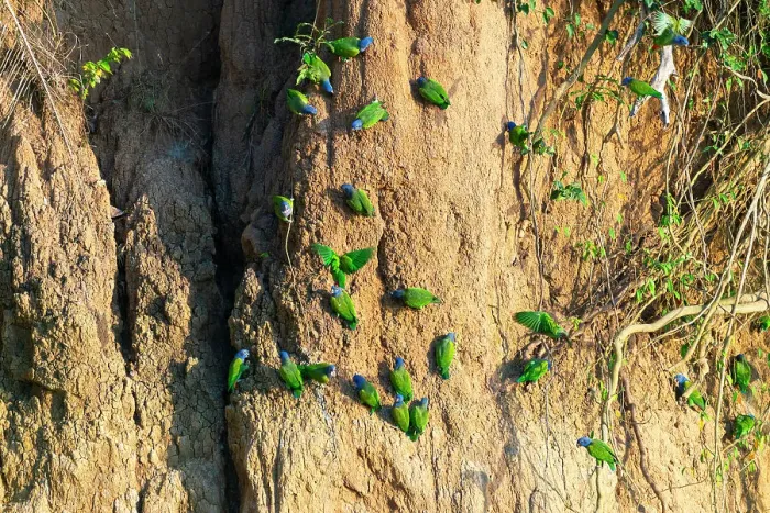 Framed Print : Blue-headed pionus parrots (Pionus menstruus) on clay lick, Tambopata National Reserve, Puerto Maldonado, Tambopata Province, Madre de Dios, Peru Framed Print : Blue-headed pionus parrots (Pionus menstruus) on clay lick, Tambopata National Reserve, Puerto Maldonado, Tambopata Province, Madre de Dios, Peru