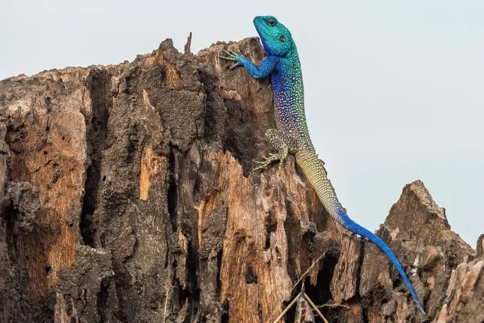 Framed Print : Blue-headed tree agama, Katavi National Park, Tanzania Framed Print : Blue-headed tree agama, Katavi National Park, Tanzania