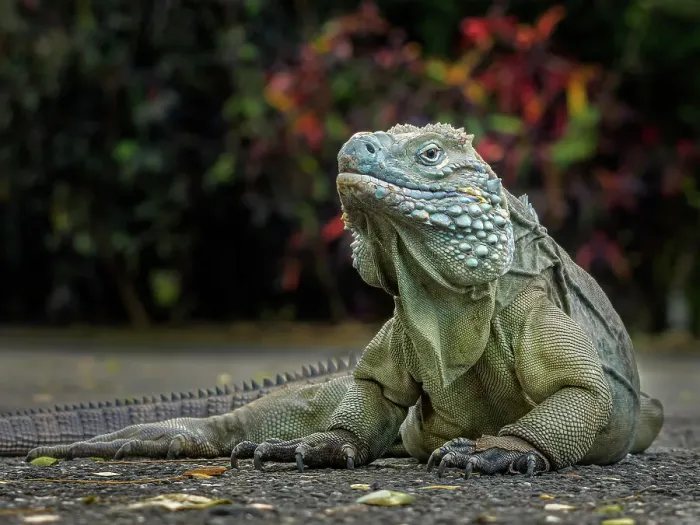 Framed Print : Blue Iguana (Cyclura lewisi), Grand Cayman, Cayman Islands, BWI Framed Print : Blue Iguana (Cyclura lewisi), Grand Cayman, Cayman Islands, BWI
