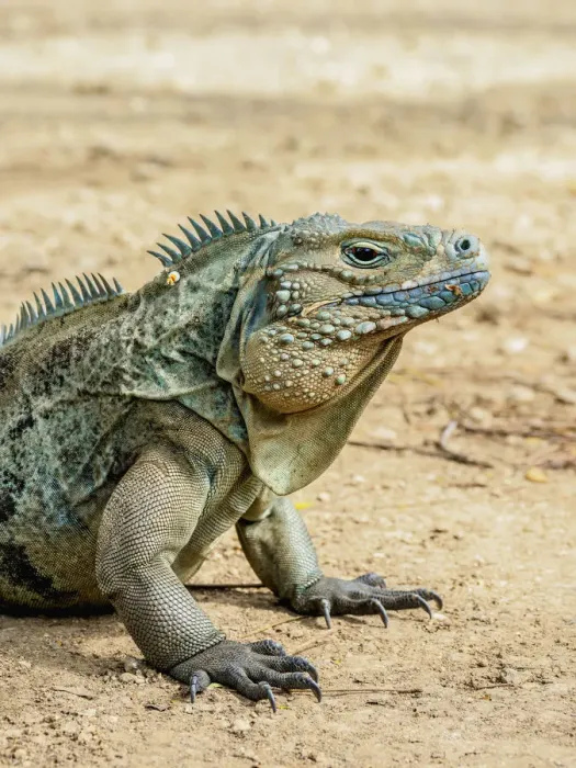 Framed Print : Blue iguana (Cyclura lewisi), Queen Elizabeth II Botanic Park, North Side, Grand Cayman