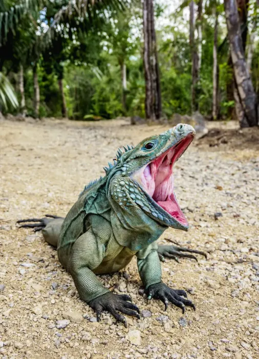 Framed Print : Blue iguana (Cyclura lewisi), Queen Elizabeth II Botanic Park, North Side, Grand Cayman Framed Print : Blue iguana (Cyclura lewisi), Queen Elizabeth II Botanic Park, North Side, Grand Cayman