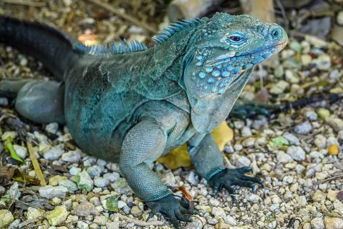 Framed Print : Blue Iguana (Cyclura lewisi), Queen Elizabeth II Botanical Park, Grand Cayman- North Side, Cayman Islands Framed Print : Blue Iguana (Cyclura lewisi), Queen Elizabeth II Botanical Park, Grand Cayman- North Side, Cayman Islands