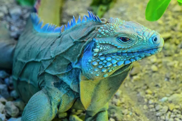Framed Print : Blue Iguana (Cyclura lewisi), Queen Elizabeth II Botanical Park, Grand Cayman- North Side, Cayman Islands Framed Print : Blue Iguana (Cyclura lewisi), Queen Elizabeth II Botanical Park, Grand Cayman- North Side, Cayman Islands