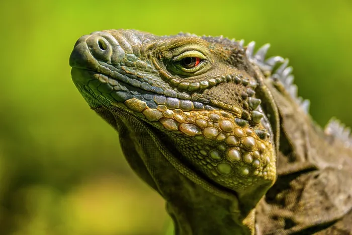 Framed Print : Blue Iguana (Cyclura lewisi), Queen Elizabeth II Botanical Park, Grand Cayman- North Side, Cayman Islands Framed Print : Blue Iguana (Cyclura lewisi), Queen Elizabeth II Botanical Park, Grand Cayman- North Side, Cayman Islands