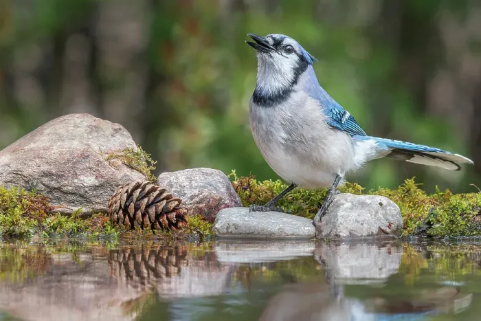 Framed Print : Blue Jay (Cyanocitta cristata), Thornton, Ontario, Canada Framed Print : Blue Jay (Cyanocitta cristata), Thornton, Ontario, Canada