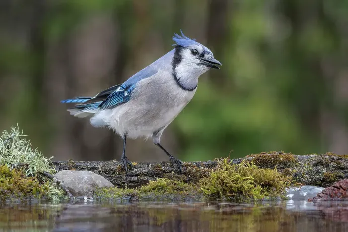 Framed Print : Blue Jay (Cyanocitta cristata), at pond edge, Ontario, Canada Framed Print : Blue Jay (Cyanocitta cristata), at pond edge, Ontario, Canada