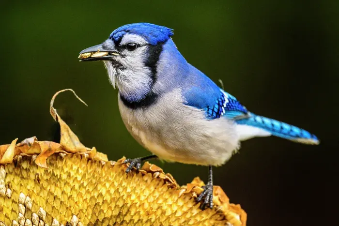 Framed Print : Blue jay (Cyanocitta cristata), Greater Subdury, Ontario, Canada