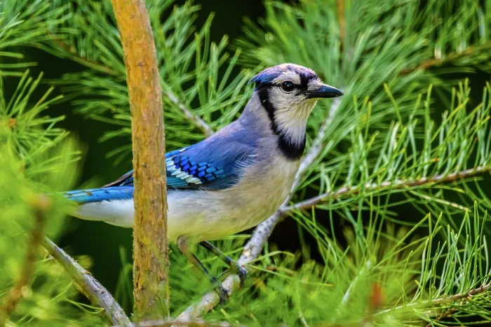 Framed Print : Blue jay (Cyanocitta cristata), Greater Sudbury, Ontario, Canada
