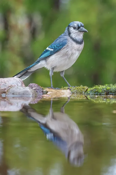 Framed Print : Blue Jay (Cyanocitta cristata) in light rain beside pond, Thornton, Ontario, Canada Framed Print : Blue Jay (Cyanocitta cristata) in light rain beside pond, Thornton, Ontario, Canada