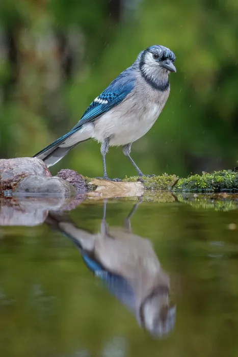 Framed Print : Blue Jay (Cyanocitta cristata) in light rain beside pond, Thornton, Ontario, Canada Framed Print : Blue Jay (Cyanocitta cristata) in light rain beside pond, Thornton, Ontario, Canada