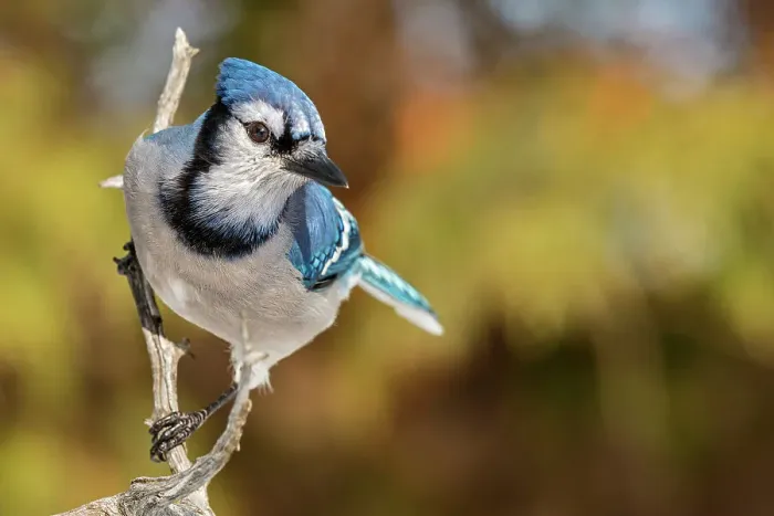 Framed Print : Blue Jay (Cyanocitta cristata) near Thornton, Ontario, Canada in winter Framed Print : Blue Jay (Cyanocitta cristata) near Thornton, Ontario, Canada in winter