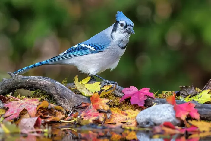 Framed Print : Blue Jay (Cyanocitta cristata), Ontario, Canada Framed Print : Blue Jay (Cyanocitta cristata), Ontario, Canada
