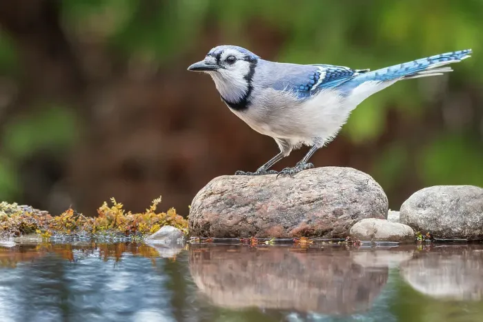 Framed Print : Blue Jay (Cyanocitta cristata) beside pond, Thornton, Ontario, Canada Framed Print : Blue Jay (Cyanocitta cristata) beside pond, Thornton, Ontario, Canada