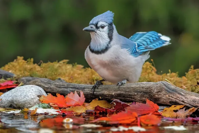 Framed Print : Blue Jay (Cyanocitta cristata) at pond in autumn, Thornton, Ontario, Canada Framed Print : Blue Jay (Cyanocitta cristata) at pond in autumn, Thornton, Ontario, Canada
