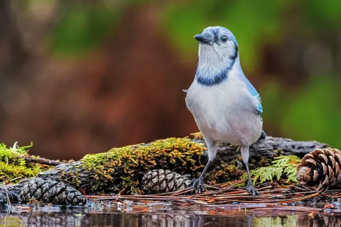Framed Print : Blue Jay (Cyanocitta cristata) at water's edge, Thornton, Ontario, Canada Framed Print : Blue Jay (Cyanocitta cristata) at water's edge, Thornton, Ontario, Canada