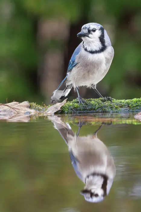 Framed Print : Blue Jay and reflection beside pond, Thornton, Ontario, Canada Framed Print : Blue Jay and reflection beside pond, Thornton, Ontario, Canada