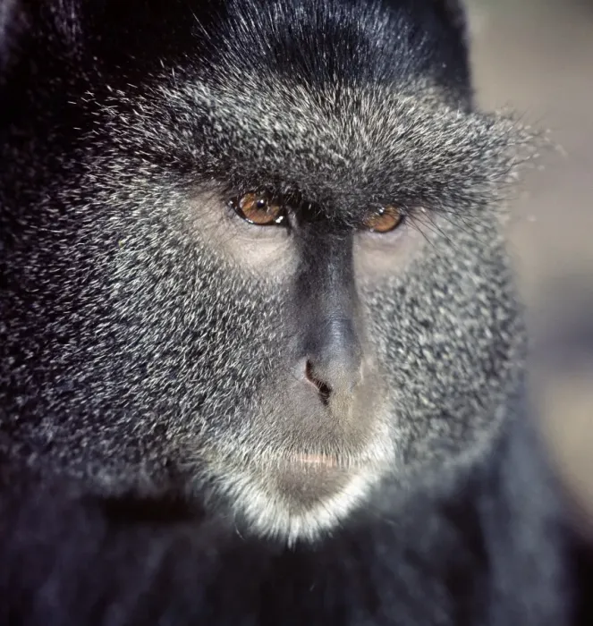Framed Print : A Blue monkey Framed Print : A Blue monkey