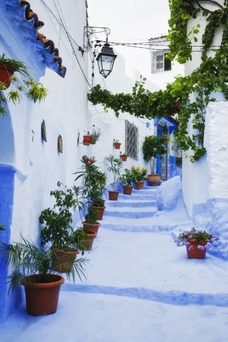 Framed Print : Blue painted steps with flower pots, Chefchaouen, Morocco Framed Print : Blue painted steps with flower pots, Chefchaouen, Morocco