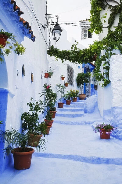 Blue painted steps with flower pots, Chefchaouen, Morocco