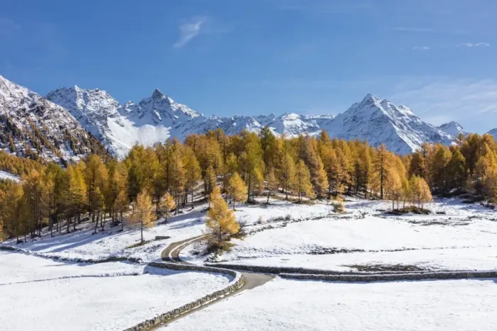 Framed Print : Blue sky on the snowy peaks and yellow larches Bernina Pass Poschiavo Valley Canton Framed Print : Blue sky on the snowy peaks and yellow larches Bernina Pass Poschiavo Valley Canton