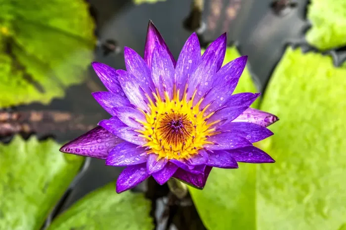 Framed Print : Blue star water lily or Nymphaea Stellata