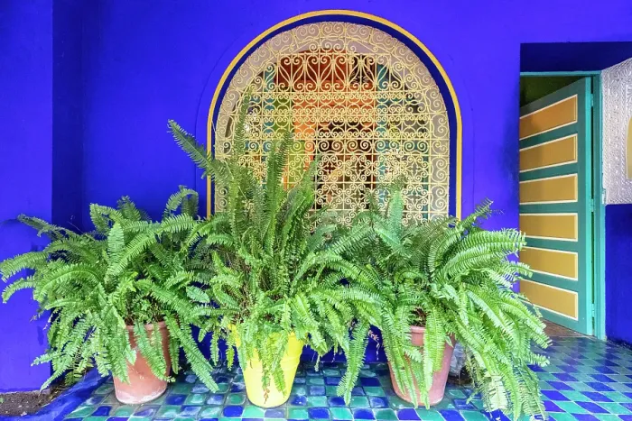 Framed Print : Blue wall, ornate window grill and potted plants, Majorelle Gardens, Marrakech, Morocco Framed Print : Blue wall, ornate window grill and potted plants, Majorelle Gardens, Marrakech, Morocco