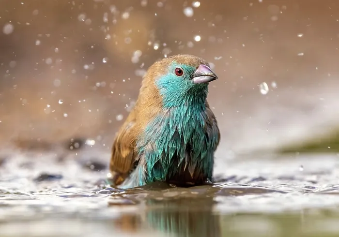 Framed Print : Blue waxbill bathing, Zimanga Private Game Reserve, KwaZulu Natal, South Africa Framed Print : Blue waxbill bathing, Zimanga Private Game Reserve, KwaZulu Natal, South Africa