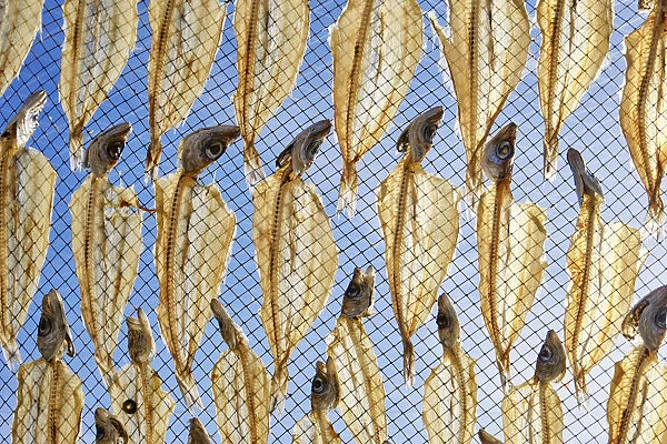 Blue whitings drying in the sun and wind. Nazare, Portugal
