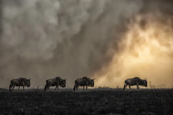 Framed Print : Blue wildebeest in a bushfire in the Masaimara, Kenya Framed Print : Blue wildebeest in a bushfire in the Masaimara, Kenya