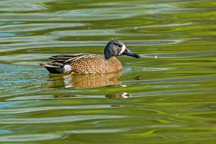 Framed Print : Blue-winged teal (Spatula discors) male duck Winnipeg, Manitoba, Canada Framed Print : Blue-winged teal (Spatula discors) male duck Winnipeg, Manitoba, Canada