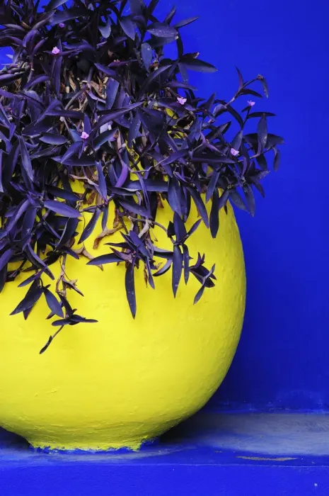 Framed Print : The blue and yellow contrast found in the Majorelle garden. Marrakech, Morocco