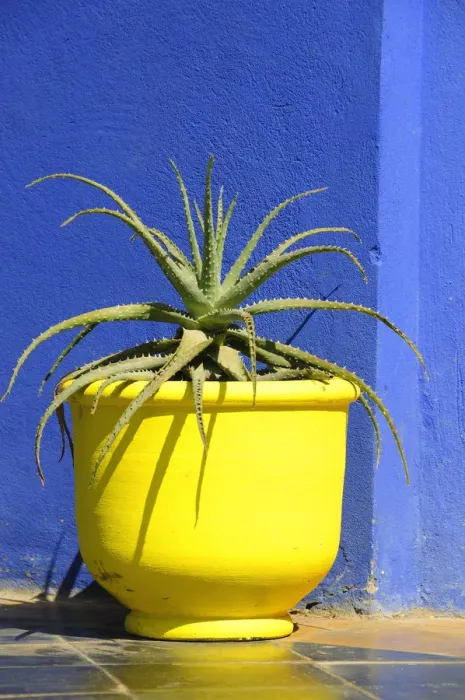 Framed Print : The blue and yellow contrast found in the Majorelle garden. Marrakech, Morocco Framed Print : The blue and yellow contrast found in the Majorelle garden. Marrakech, Morocco