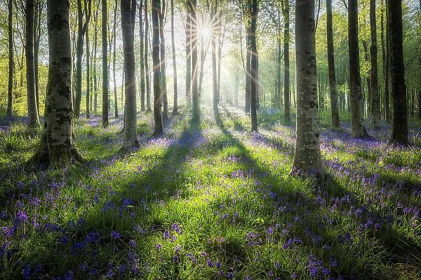 Blueball woodland, near Beaminster, Dorset, England, UK