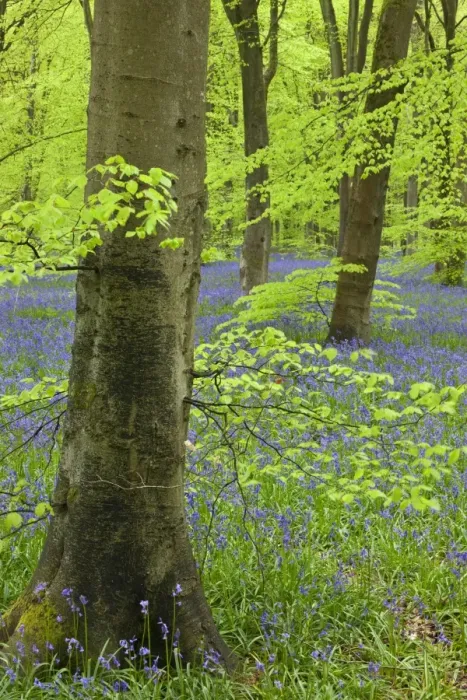 Framed Print : Bluebell carpet in a beech woodland, West Woods, Wiltshire, England. Spring Framed Print : Bluebell carpet in a beech woodland, West Woods, Wiltshire, England. Spring