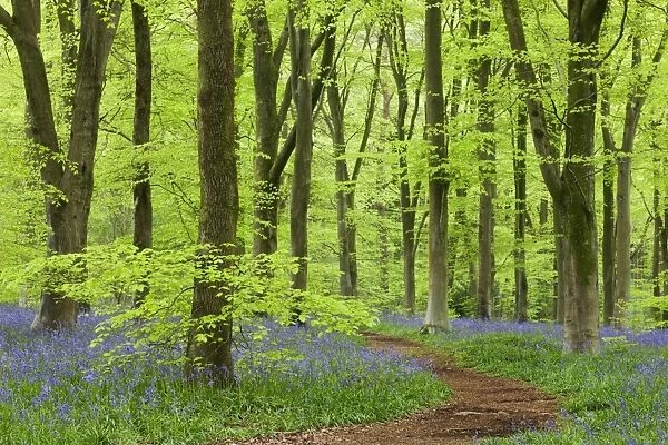 Bluebell carpet in a beech woodland, West Woods, Wiltshire, England. Spring