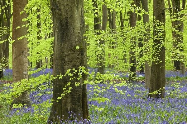 Bluebell carpet in a beech woodland, West Woods, Lockeridge, Wiltshire, England. Spring