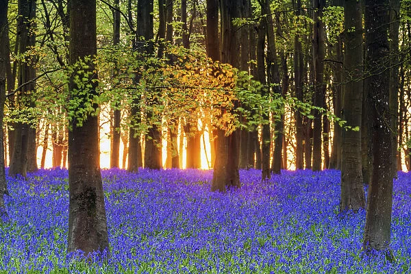 Bluebell field, Oxfordshire, England, Europe