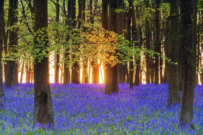 Framed Print : Bluebell field, Oxfordshire, England, Europe Framed Print : Bluebell field, Oxfordshire, England, Europe