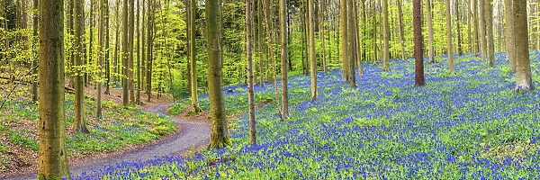 Bluebell Flowers (Hyacinthoides non-scripta) Carpet Hardwood Beech Forest, Hallerbos