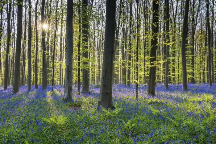 Framed Print : Bluebell Flowers (Hyacinthoides non-scripta) Carpet Hardwood Beech Forest, Hallerbos Forest Framed Print : Bluebell Flowers (Hyacinthoides non-scripta) Carpet Hardwood Beech Forest, Hallerbos Forest
